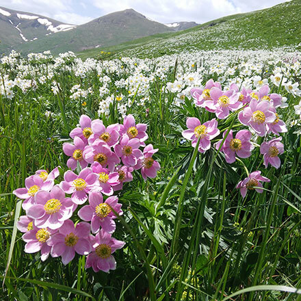Pambak IPA - Armenia (c) Anna Asatryan