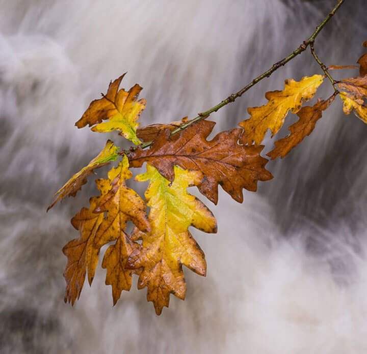 Oak leaf by water (c) Stan Phillips/Alliance for Scotland’s Rainforests