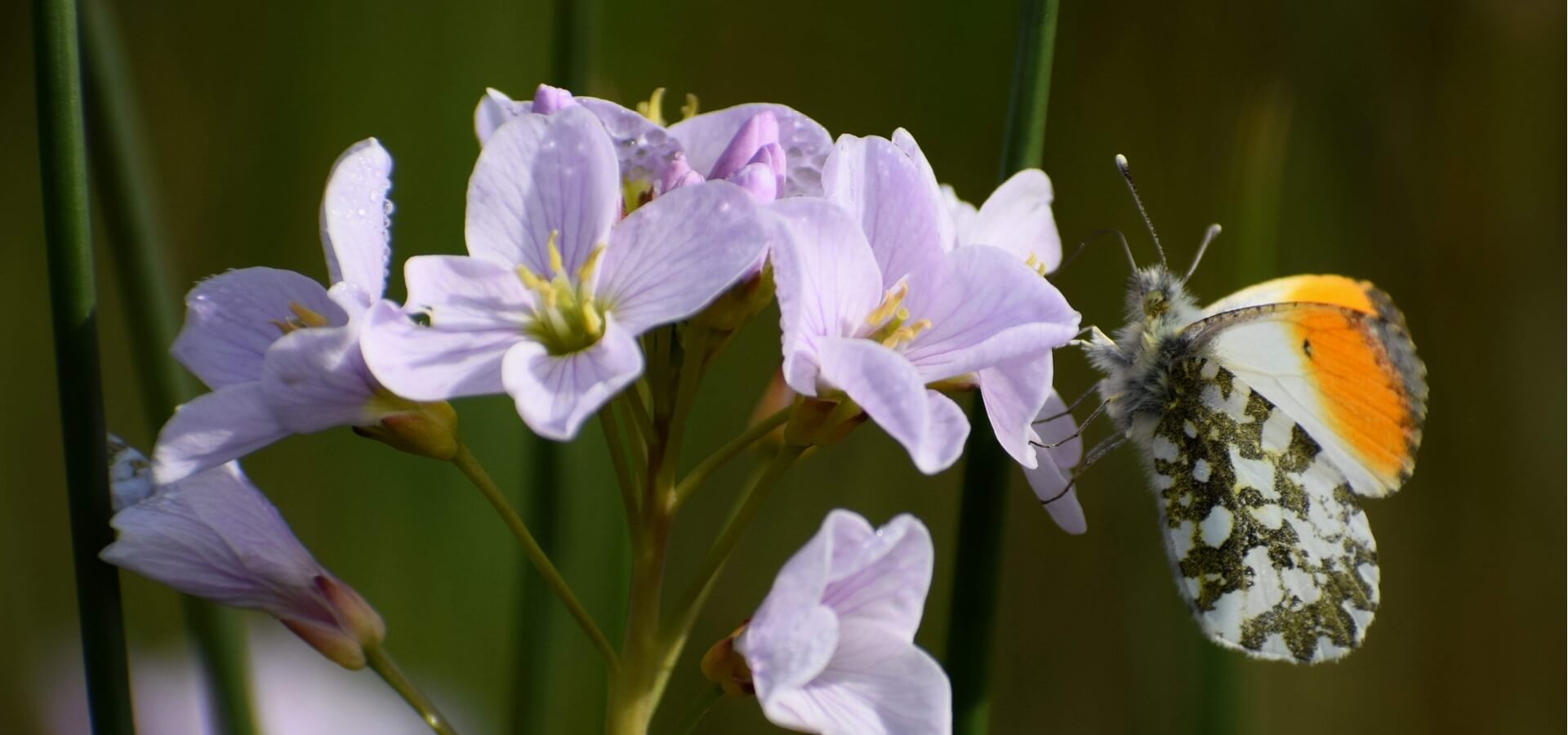 Orange tip butterfly on cuckoo flower (c) Paul Rowland