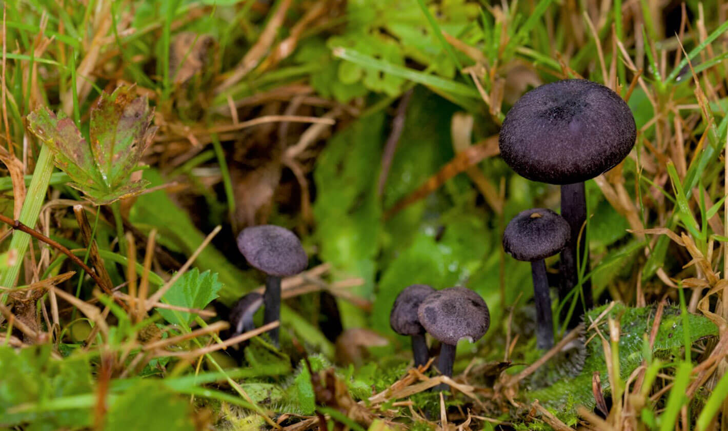 Blue-edged pinkgill Entoloma serrulatum (c) Lucia Chmurova
