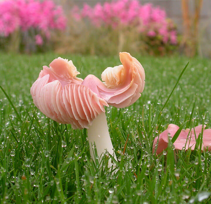Hygrocybe Calyptriformis Pink Waxcap (c) Ray Woods