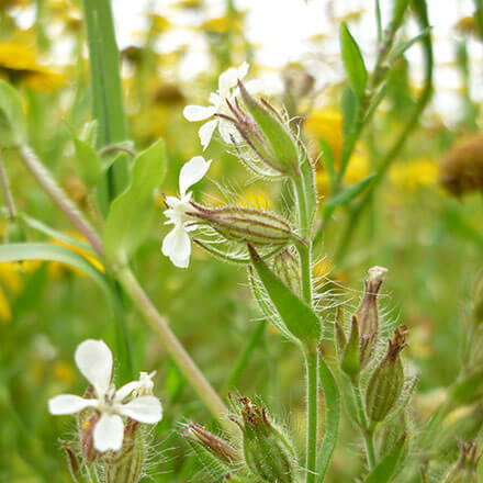 Small-flowered catchfly Silene gallica (c) Cath Shelswell