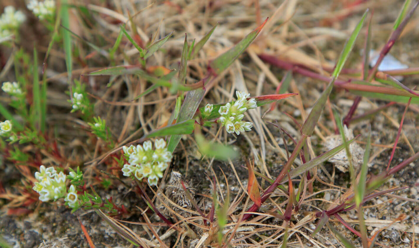 Perennial Knawel (c) Adrian Penrose