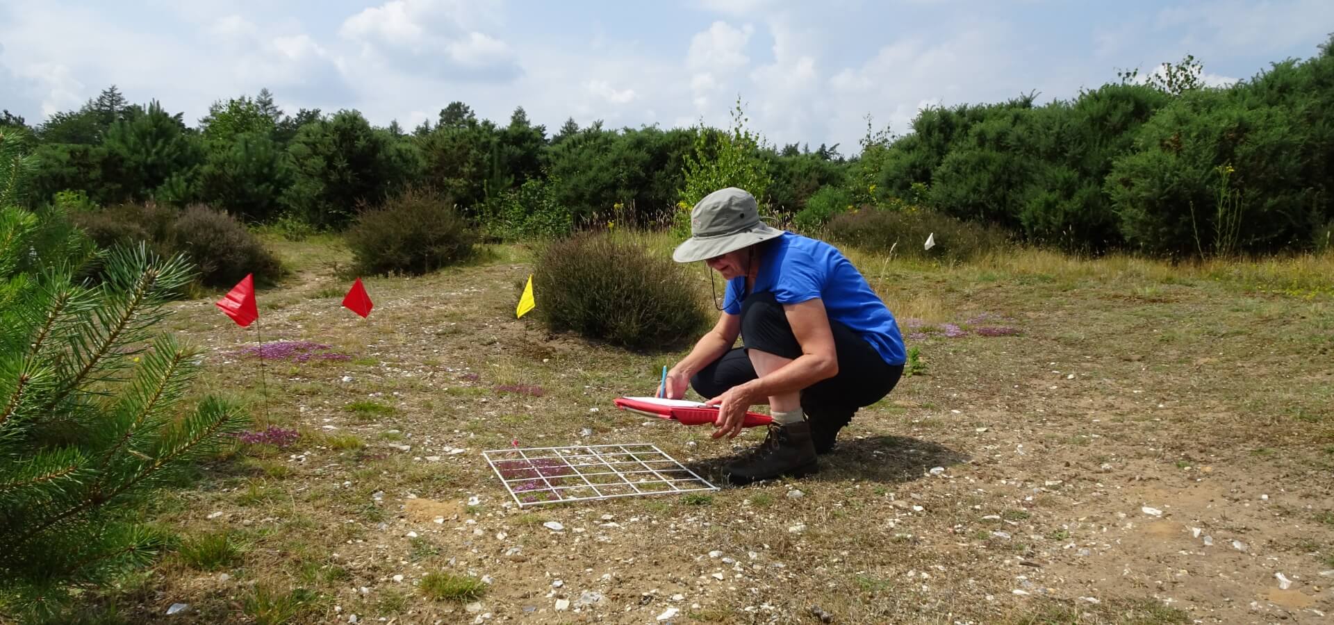 Thetford Warren Ts survey
