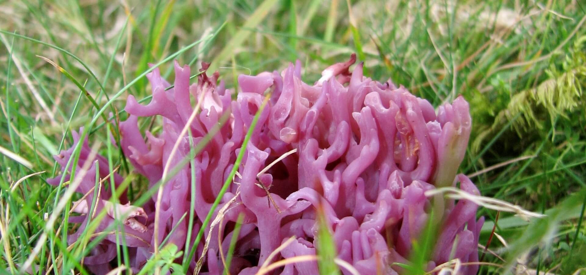 Coral fungus (c) Dave Lamacraft