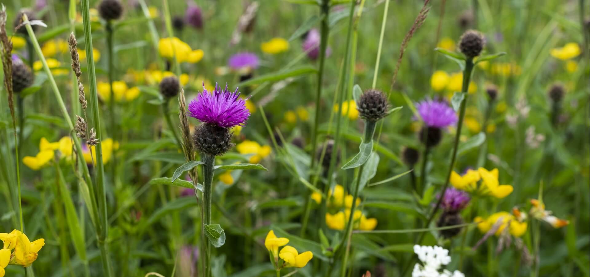 A meadow close up (c) Matt Pitts