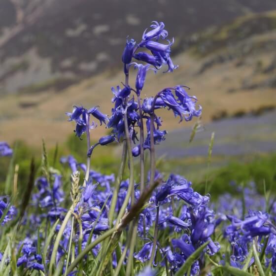 Bluebells on mountainside - Isobel Hall