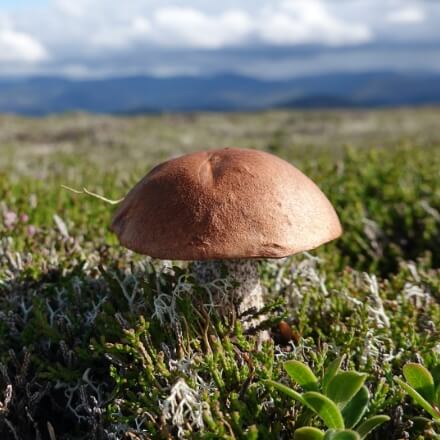 Cairngorms Alpine Fungi (c) Andrea Britton