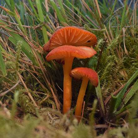 Garlic Waxcap Hygrocybe helobia Llwynyrhwrdd cemetery (c) Lucia Chmurova