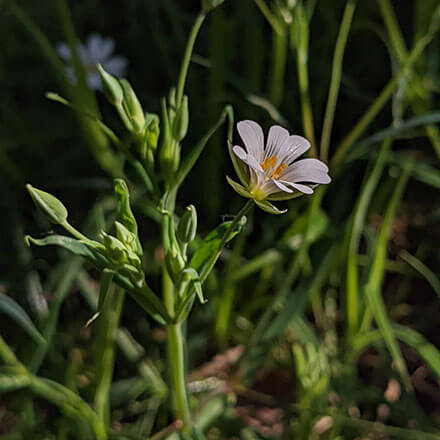 Greater Stitchwort
