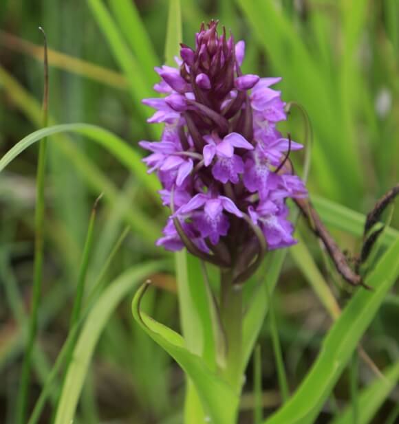 Marsh orchid