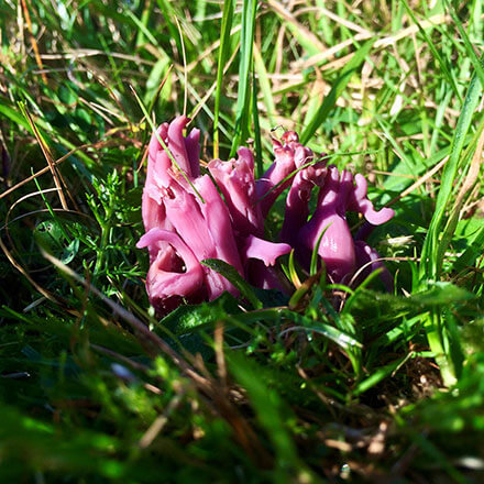 Violet Coral Fungus (c) Dave Lamacraft